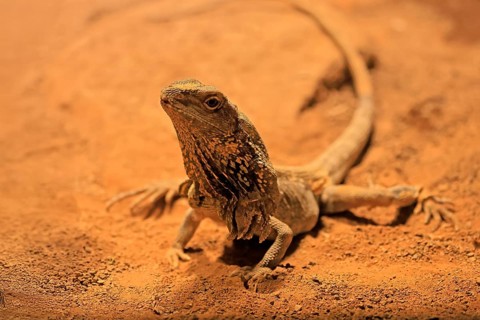 Ruffed lizard (Chlamydosaurus kingii), adult, foraging, Australia, captive