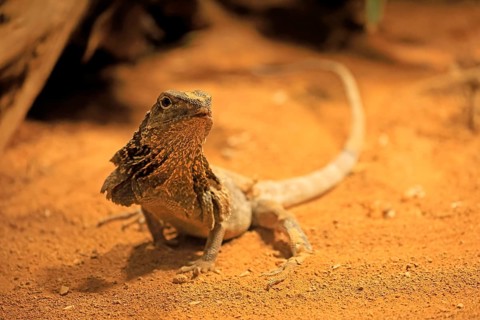 Ruffed lizard (Chlamydosaurus kingii), adult, foraging, Australia, captive