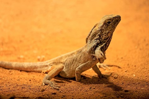 Ruffed lizard (Chlamydosaurus kingii), adult, foraging, Australia, captive
