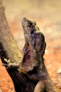 Ruffed lizard (Chlamydosaurus kingii), adult, foraging, on tree, portrait, Australia, captive
