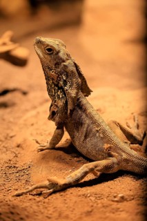 Ruffed lizard (Chlamydosaurus kingii), adult, foraging, Australia, captive