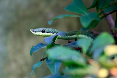Long-nosed shrub snake (Philodryas baroni), adult, portrait, South America, captive