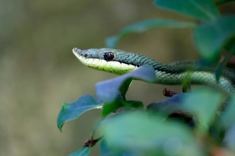 Long-nosed shrub snake (Philodryas baroni), adult, portrait, South America, captive