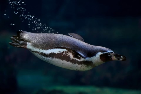 Humboldt Penguin (Spheniscus humboldti), Humboldt Penguin, adult, in the water, swimming, foraging,