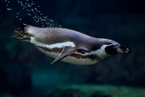 Humboldt Penguin (Spheniscus humboldti), Humboldt Penguin, adult, in the water, swimming, foraging,