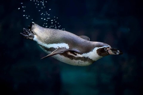 Humboldt Penguin (Spheniscus humboldti), Humboldt Penguin, adult, in the water, swimming, foraging,