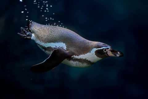 Humboldt Penguin (Spheniscus humboldti), Humboldt Penguin, adult, in the water, swimming, foraging,