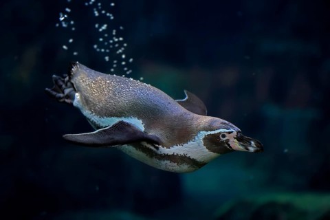 Humboldt Penguin (Spheniscus humboldti), Humboldt Penguin, adult, in the water, swimming, foraging,
