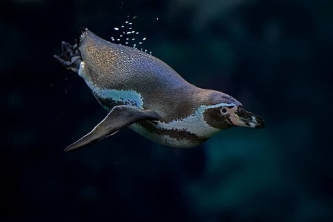 Humboldt Penguin (Spheniscus humboldti), Humboldt Penguin, adult, in the water, swimming, foraging,