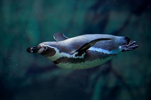 Humboldt Penguin (Spheniscus humboldti), Humboldt Penguin, adult, in the water, swimming, foraging,