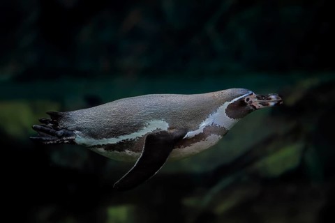 Humboldt Penguin (Spheniscus humboldti), Humboldt Penguin, adult, in the water, swimming, foraging,