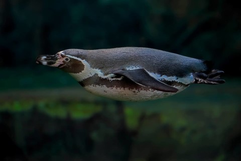 Humboldt Penguin (Spheniscus humboldti), Humboldt Penguin, adult, in the water, swimming, foraging,