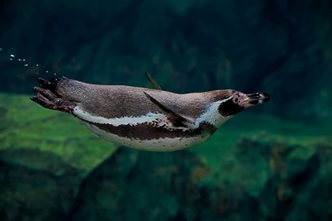 Humboldt Penguin (Spheniscus humboldti), Humboldt Penguin, adult, in the water, swimming, foraging,