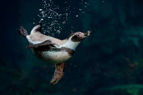 Humboldt Penguin (Spheniscus humboldti), Humboldt Penguin, adult, in the water, swimming, foraging,