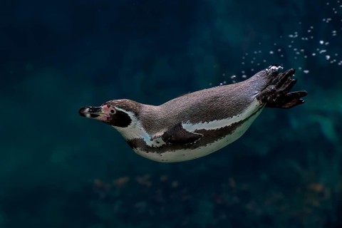 Humboldt Penguin (Spheniscus humboldti), Humboldt Penguin, adult, in the water, swimming, foraging,