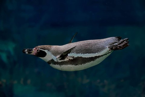 Humboldt Penguin (Spheniscus humboldti), Humboldt Penguin, adult, in the water, swimming, foraging,