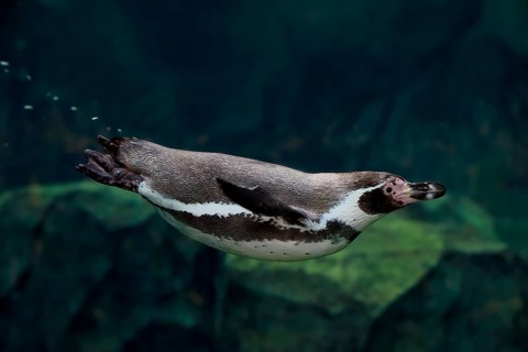 Humboldt Penguin (Spheniscus humboldti), Humboldt Penguin, adult, in the water, swimming, foraging,