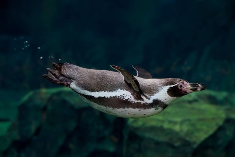 Humboldt Penguin (Spheniscus humboldti), Humboldt Penguin, adult, in the water, swimming, foraging,