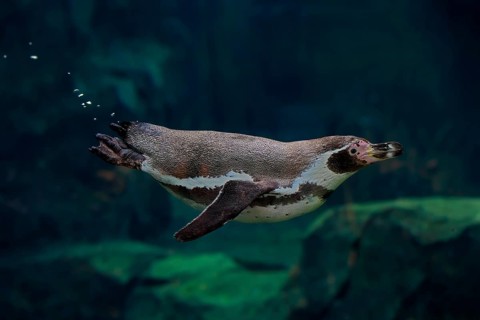 Humboldt Penguin (Spheniscus humboldti), Humboldt Penguin, adult, in the water, swimming, foraging,