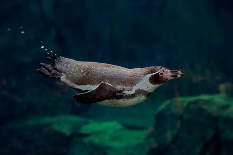 Humboldt Penguin (Spheniscus humboldti), Humboldt Penguin, adult, in the water, swimming, foraging,