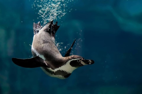 Humboldt Penguin (Spheniscus humboldti), Humboldt Penguin, adult, in the water, swimming, foraging,