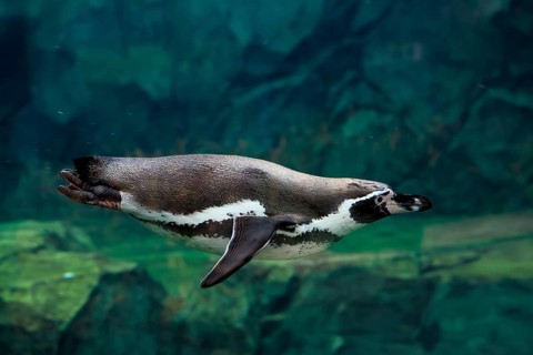 Humboldt Penguin (Spheniscus humboldti), Humboldt Penguin, adult, in the water, swimming, foraging,