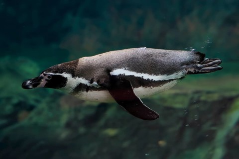 Humboldt Penguin (Spheniscus humboldti), Humboldt Penguin, adult, in the water, swimming, foraging,