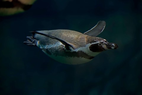 Humboldt Penguin (Spheniscus humboldti), Humboldt Penguin, adult, in the water, swimming, foraging,