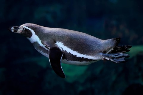Humboldt Penguin (Spheniscus humboldti), Humboldt Penguin, adult, in the water, swimming, foraging,