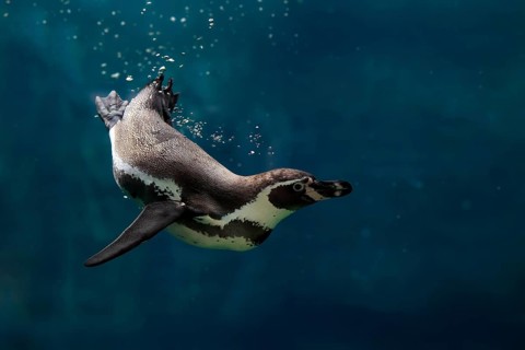 Humboldt Penguin (Spheniscus humboldti), Humboldt Penguin, adult, in the water, swimming, foraging,