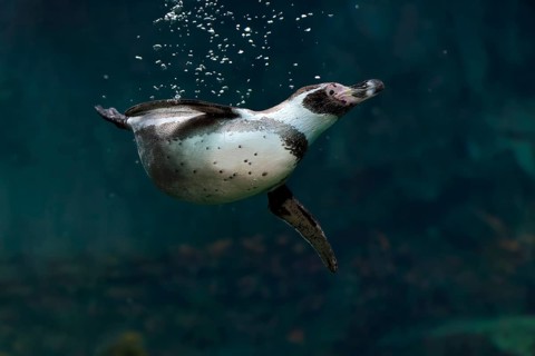 Humboldt Penguin (Spheniscus humboldti), Humboldt Penguin, adult, in the water, swimming, foraging,