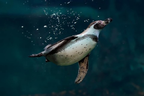 Humboldt Penguin (Spheniscus humboldti), Humboldt Penguin, adult, in the water, swimming, foraging,