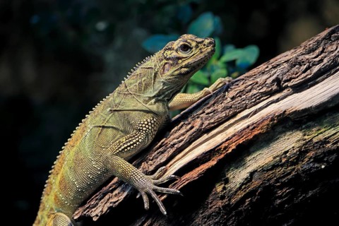 Ambon sailing lizard (Hydrosaurus amboinensis), adult, female, on land, on water, tree trunk,