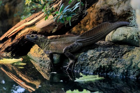 Ambon sailing lizard (Hydrosaurus amboinensis), adult, male, on land, on water, Southeast Asia