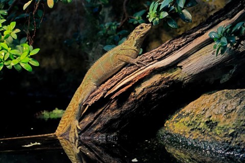 Ambon sailing lizard (Hydrosaurus amboinensis), adult, female, on land, on water, tree trunk,
