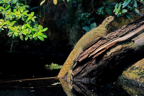 Ambon sailing lizard (Hydrosaurus amboinensis), adult, female, on land, on water, tree trunk,