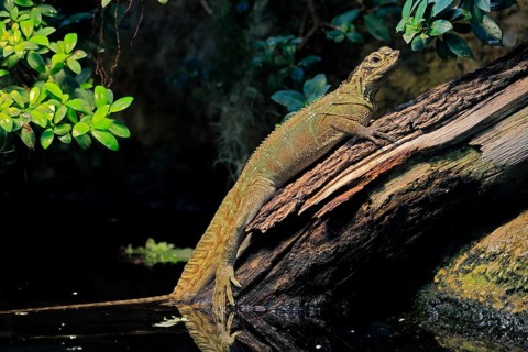Ambon sailing lizard (Hydrosaurus amboinensis), adult, female, on land, on water, tree trunk,
