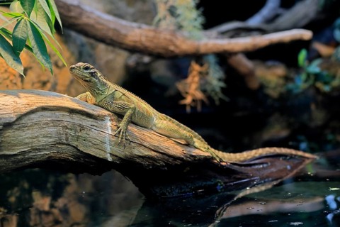 Ambon sailing lizard (Hydrosaurus amboinensis), adult, female, on land, on water, tree trunk,