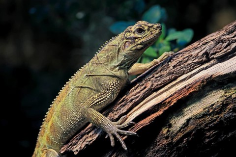 Ambon sailing lizard (Hydrosaurus amboinensis), adult, female, on land, on water, tree trunk,