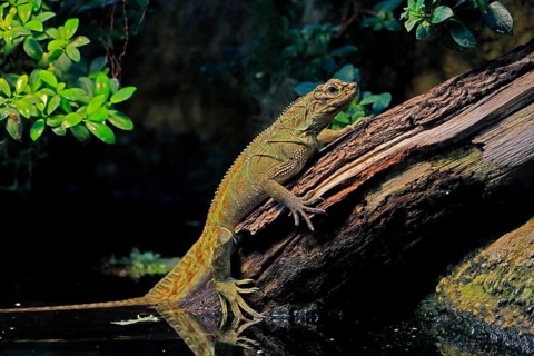 Ambon sailing lizard (Hydrosaurus amboinensis), adult, female, on land, on water, tree trunk,