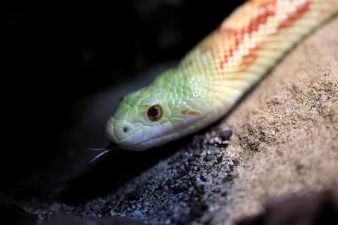 Gopher snake (Pituophis catenifer), adult, portrait, tongue, non-toxic, North America, captive