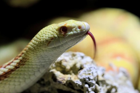 Gopher snake (Pituophis catenifer), adult, portrait, tongue, non-toxic, North America, captive
