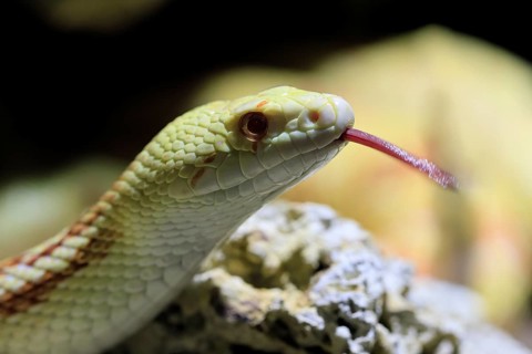 Gopher snake (Pituophis catenifer), adult, portrait, tongue, non-toxic, North America, captive