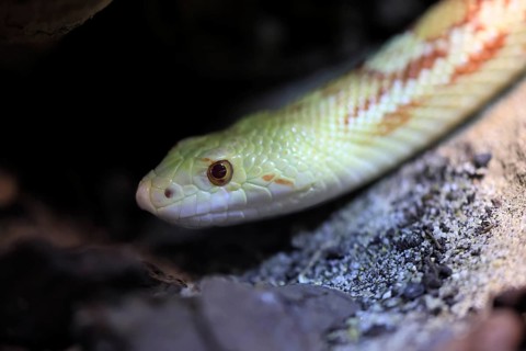 Gopher snake (Pituophis catenifer), adult, portrait, non-toxic, North America, captive