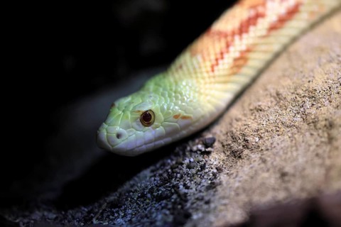 Gopher snake (Pituophis catenifer), adult, portrait, non-toxic, North America, captive