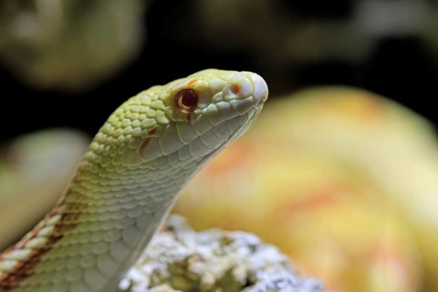 Gopher snake (Pituophis catenifer), adult, portrait, non-toxic, North America, captive