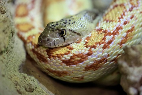 Gopher snake (Pituophis catenifer), adult, resting, portrait, non-toxic, North America, captive