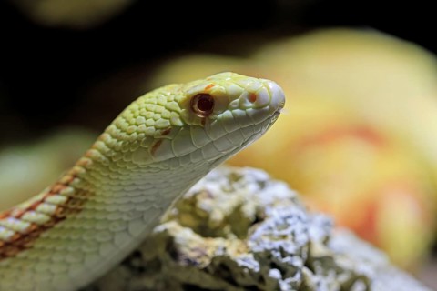 Gopher snake (Pituophis catenifer), adult, portrait, non-toxic, North America, captive