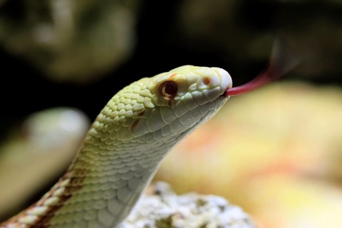 Gopher snake (Pituophis catenifer), adult, portrait, tongue, non-toxic, North America, captive