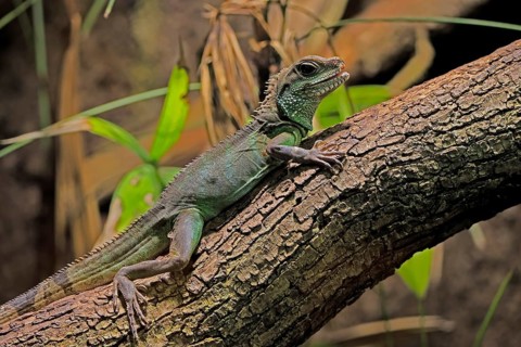 Green water dragon (Physignathus cocincinus), adult, on tree, alert, Southeast Asia, captive